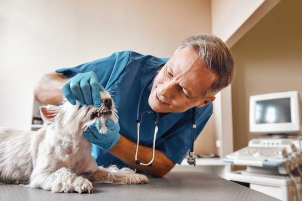 Best Emergency Dental Care for Broken or Chipped Teeth in Libby, MT